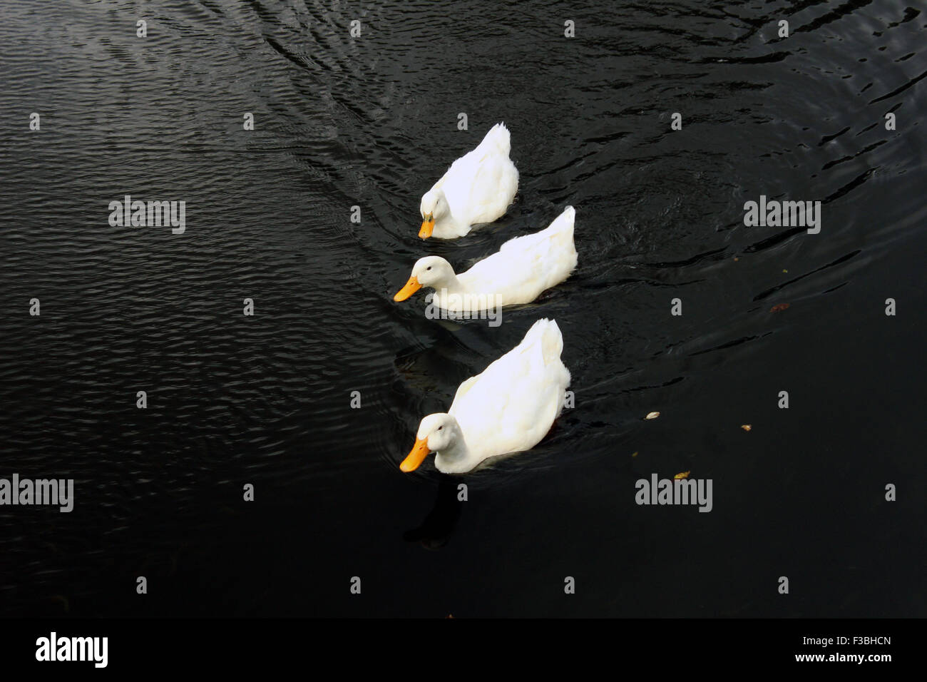 Trois canards blancs sont natation sur un étang Banque D'Images