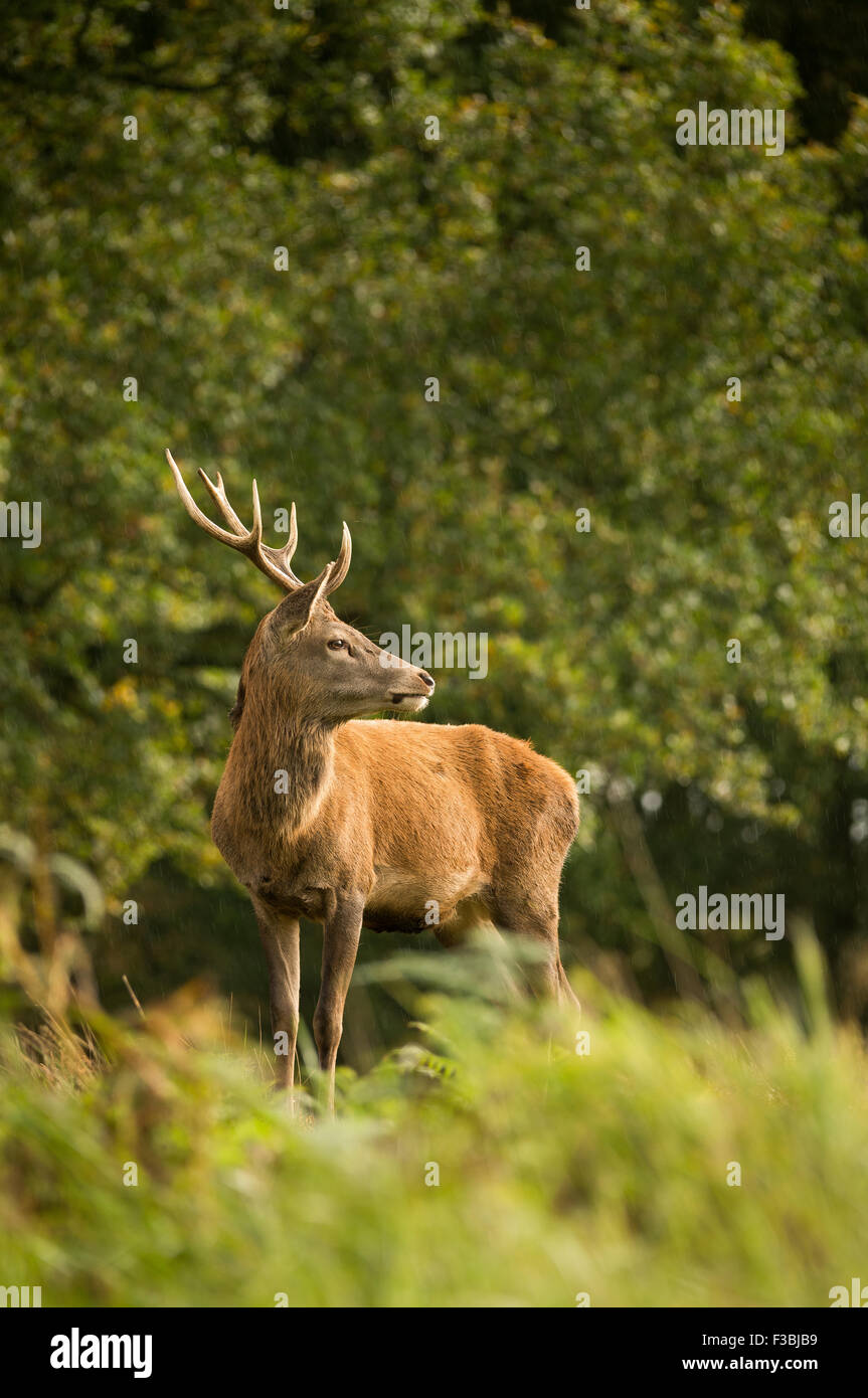 Seul red deer stag en bois. Douche de lumière. Banque D'Images