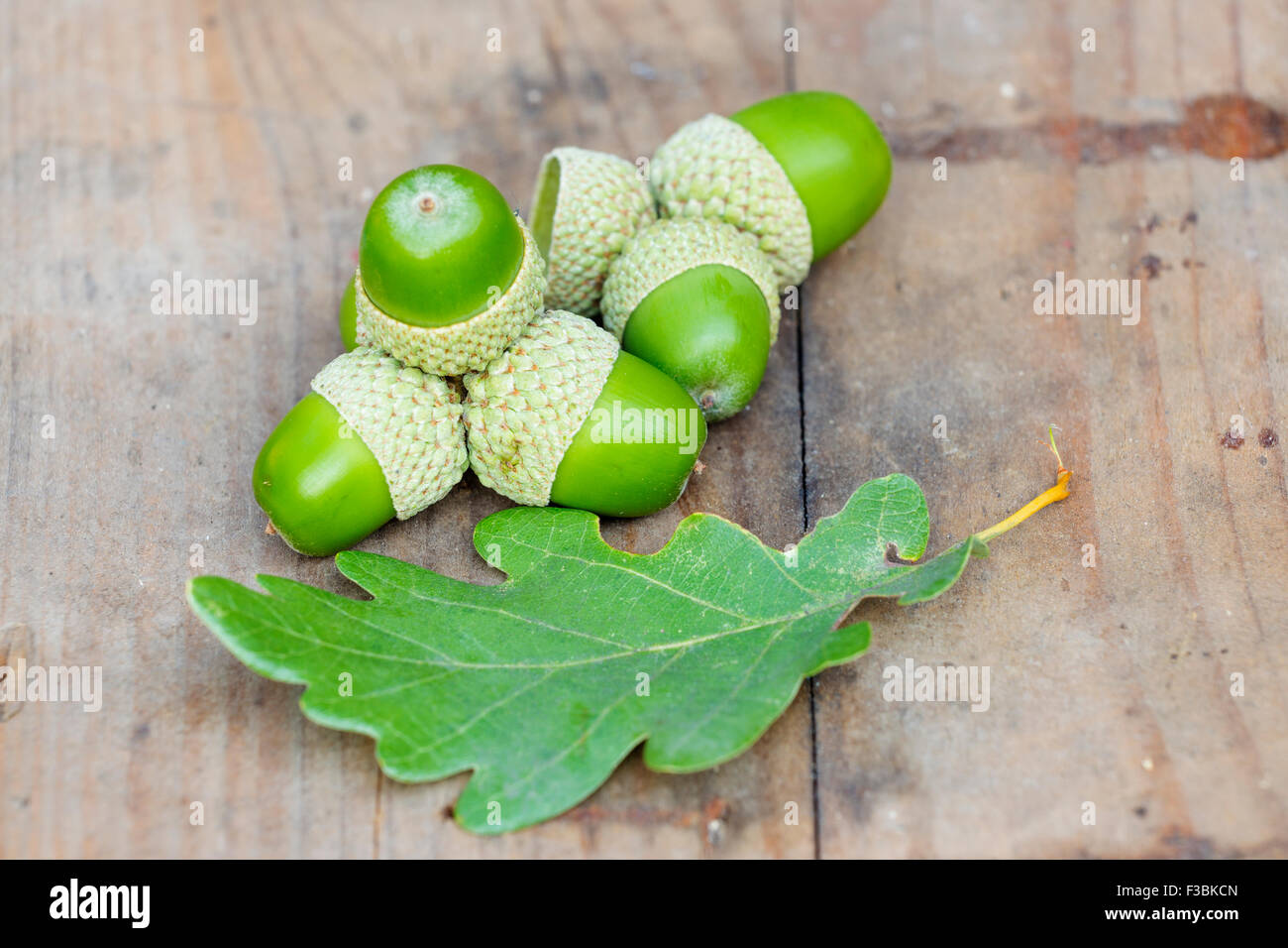 Chêne sessile (Quercus petraea) Acorn Banque D'Images