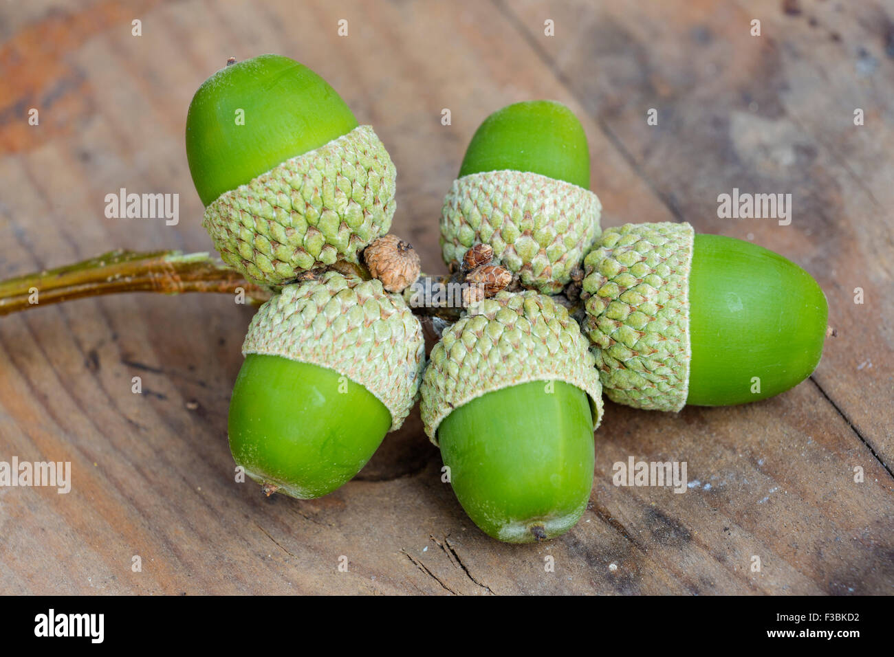 Chêne sessile (Quercus petraea) Acorn Banque D'Images