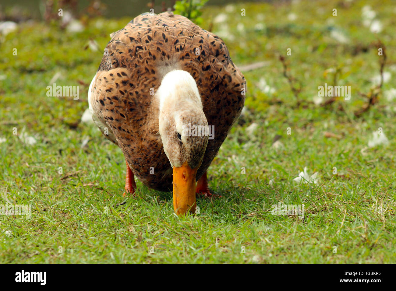 Couleur marron l'alimentation des canards sur l'herbe Banque D'Images