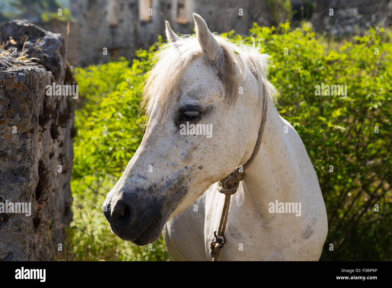White Horse looking at camera libre dans une ville fantôme ruines Kayakoy village près de Fethiye en Turquie Banque D'Images