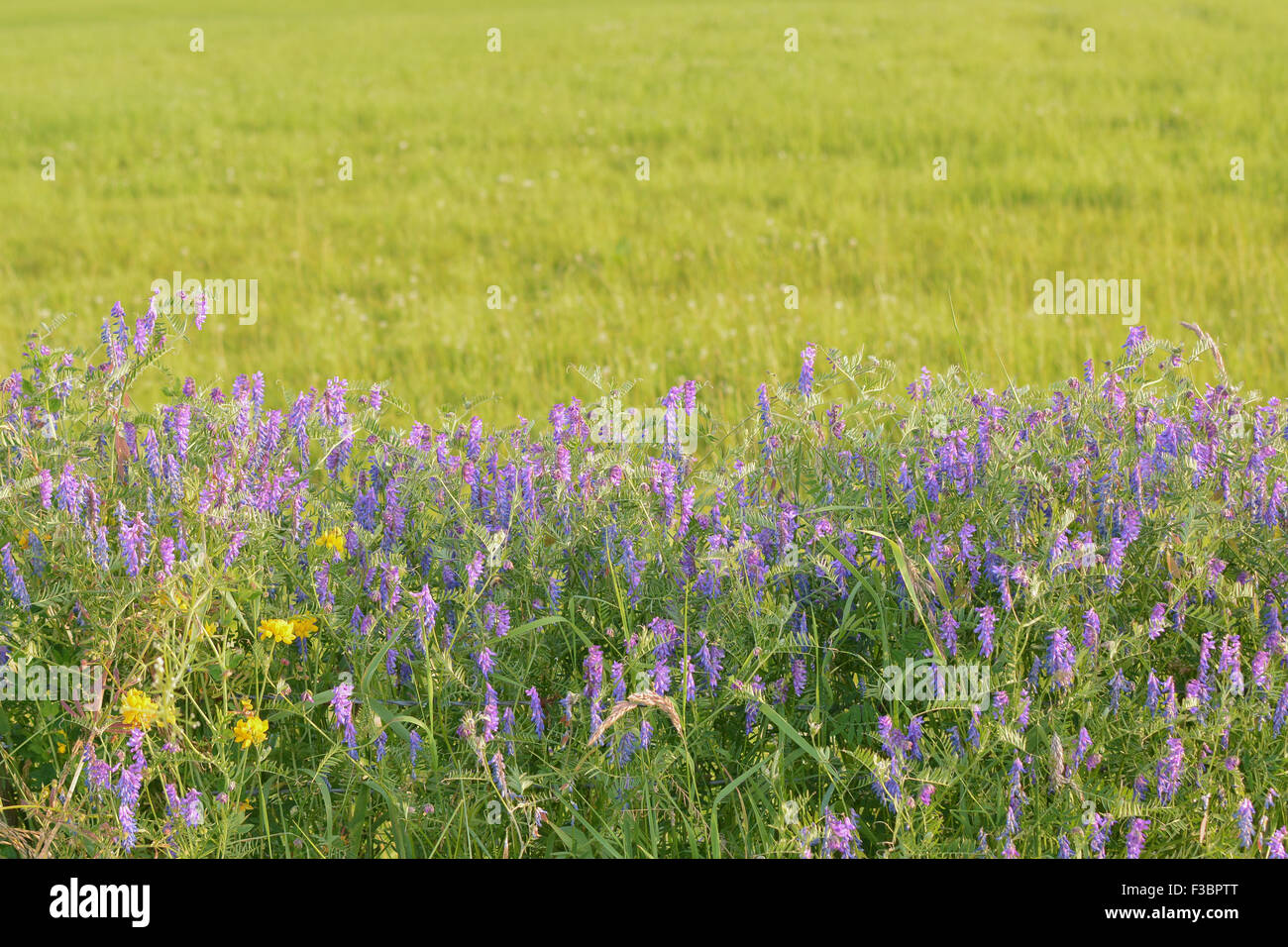 Vesce jargeau (Vicia cracca) haie couvrant de fleurs sauvages en Ecosse, Royaume-Uni - avec copie espace ci-dessus Banque D'Images