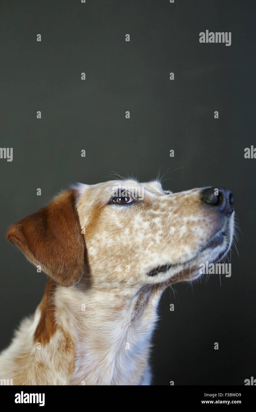 Close up of a cute dog mouchetée en haut. Banque D'Images