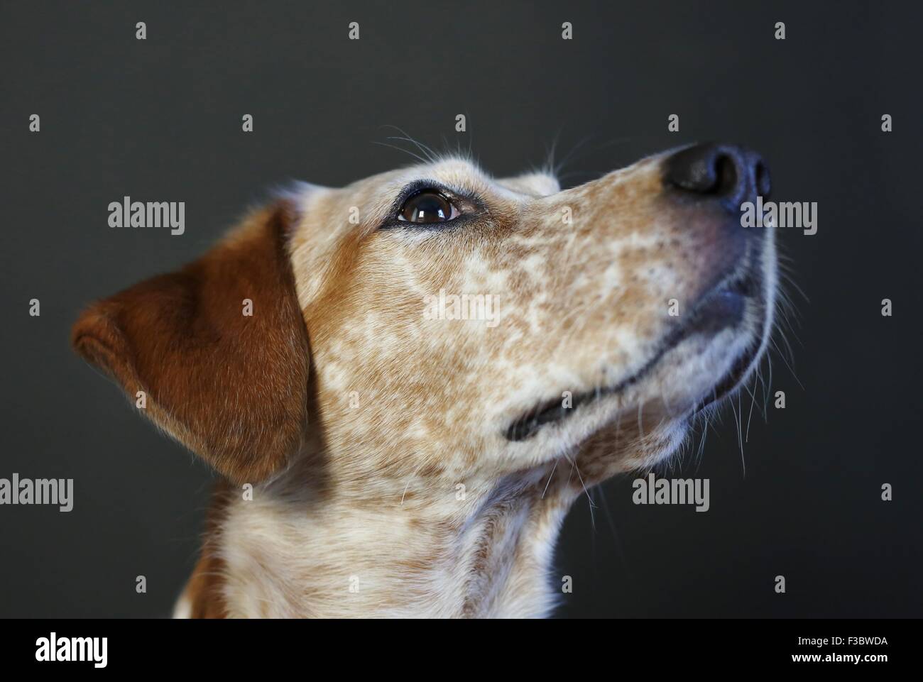 Close up of a cute dog mouchetée en haut. Banque D'Images