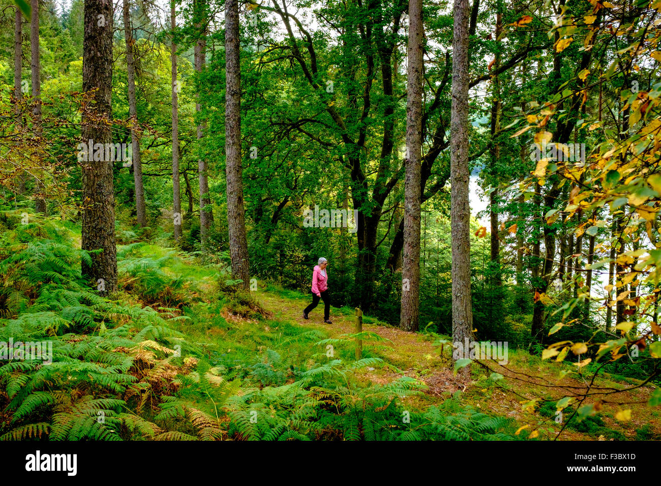 Une femme marche sur une piste dans la forêt près de Loch Drunkie dans le Parc National des Trossachs, Ecosse Banque D'Images