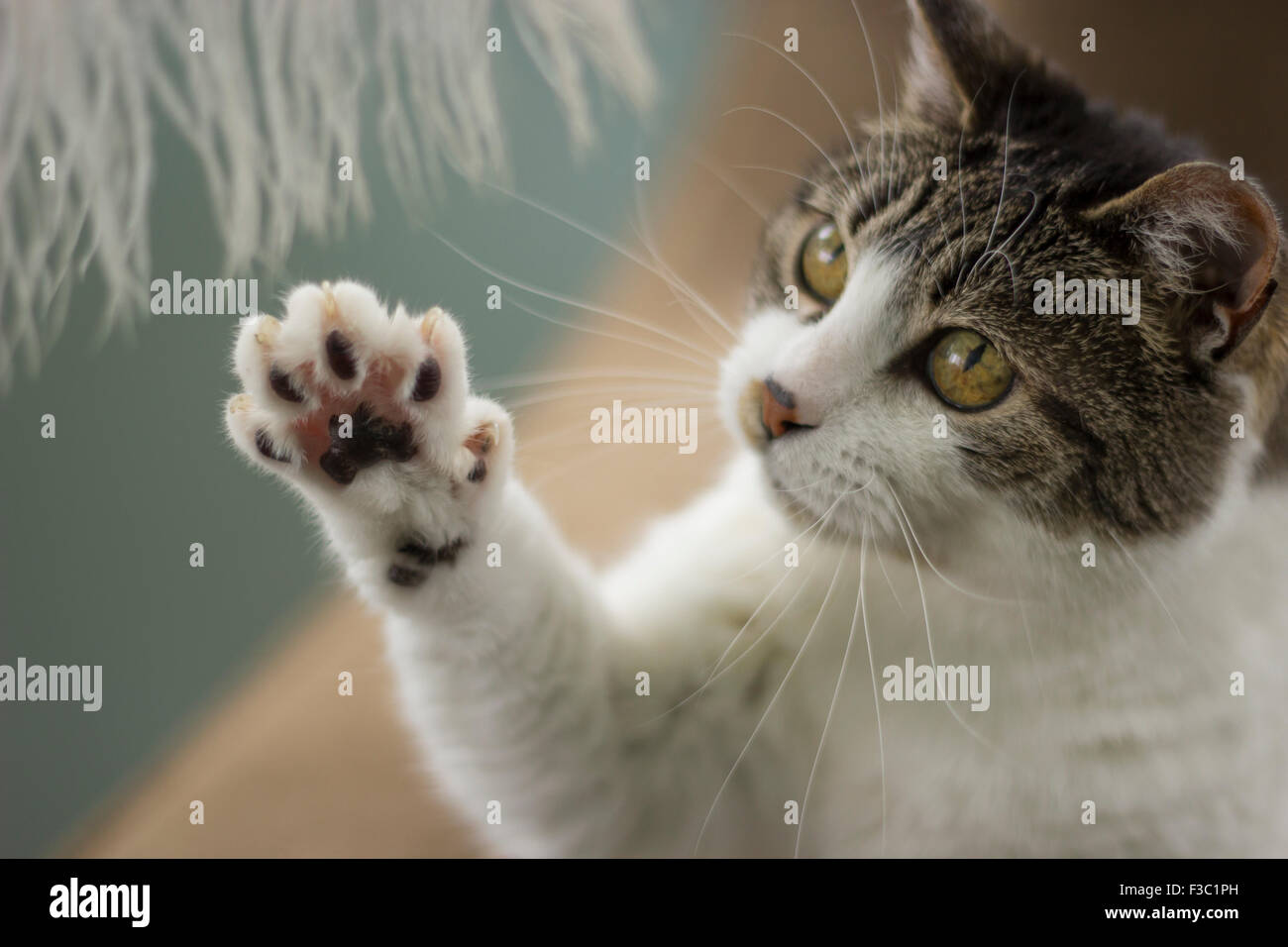 Un chat tigré gris et blanc joue avec une plume. Banque D'Images