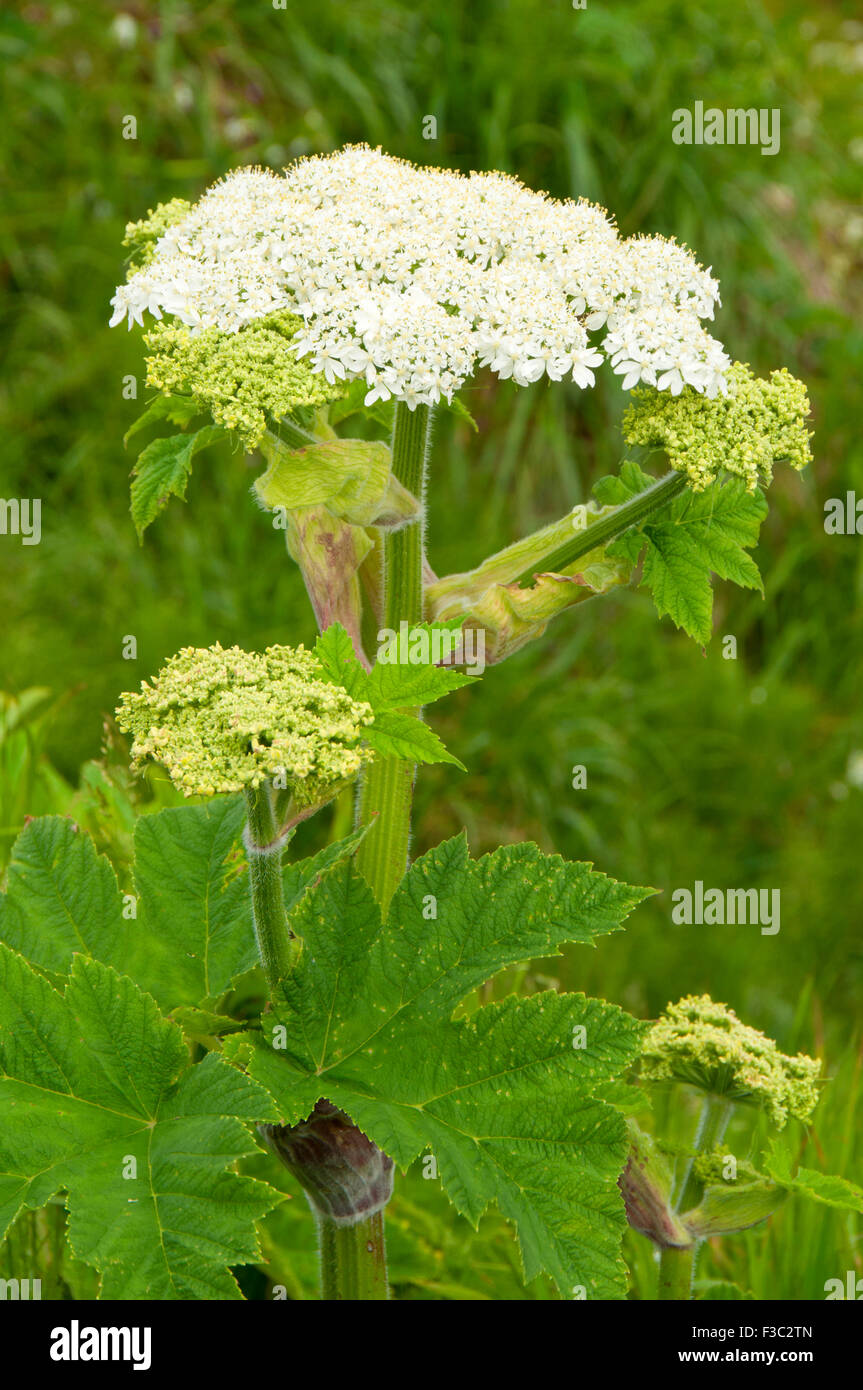 La berce laineuse près de North Head, Cape déception State Park, Lewis et Clark National Historical Park, Washington Banque D'Images