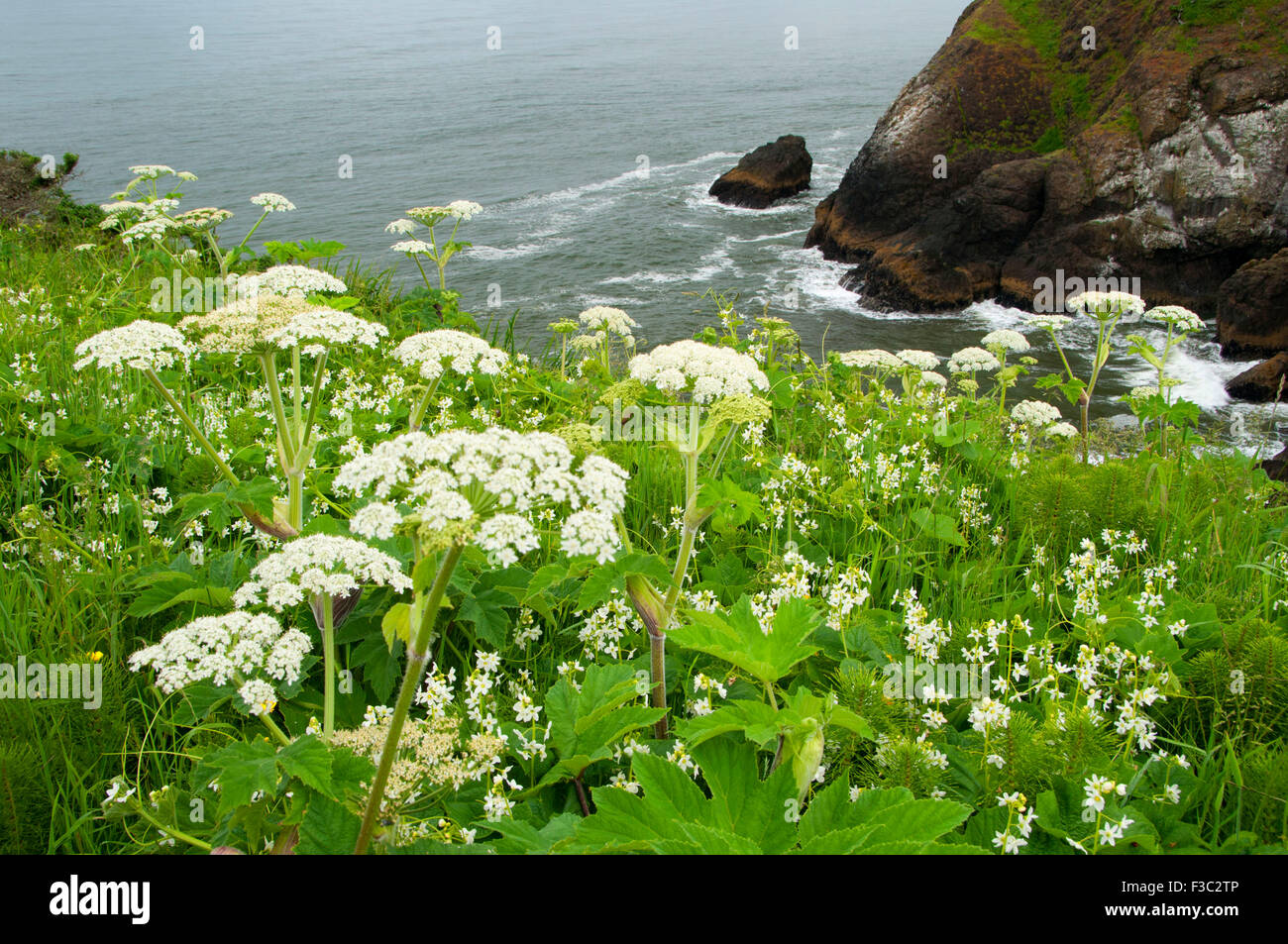 La berce laineuse près de North Head, Cape déception State Park, Lewis et Clark National Historical Park, Washington Banque D'Images