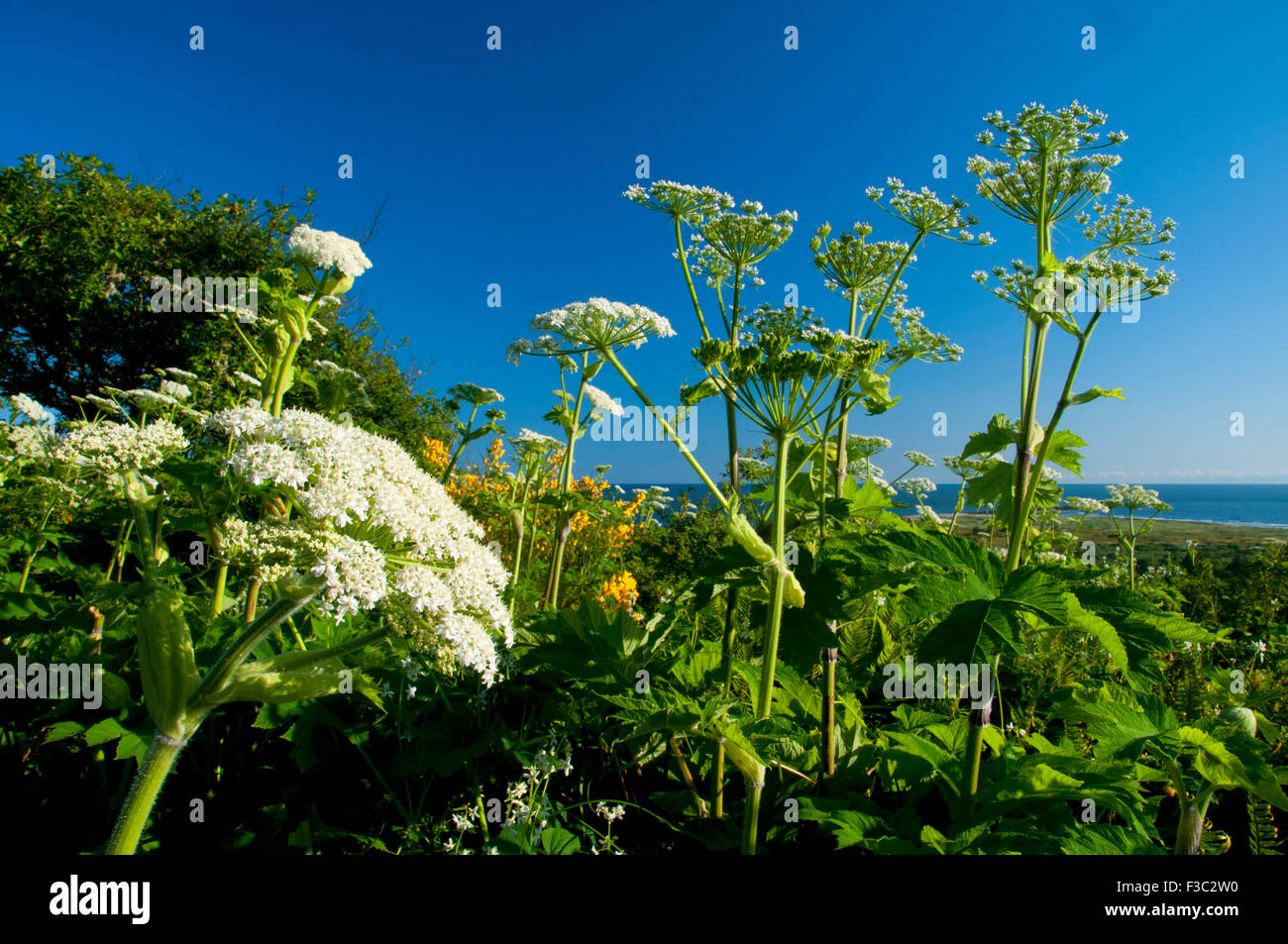 La berce laineuse sur McKenzie Head, Cape déception State Park, Lewis et Clark National Historical Park, Washington Banque D'Images