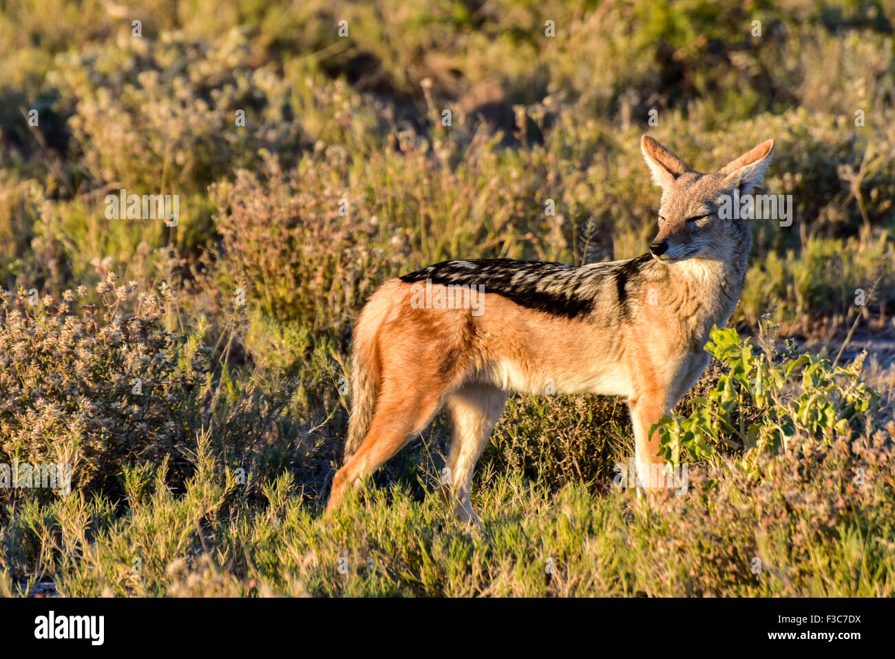 Le chacal à dos noir Canis mesomelas, dans la brousse, Etosha National Park, Namibie Banque D'Images