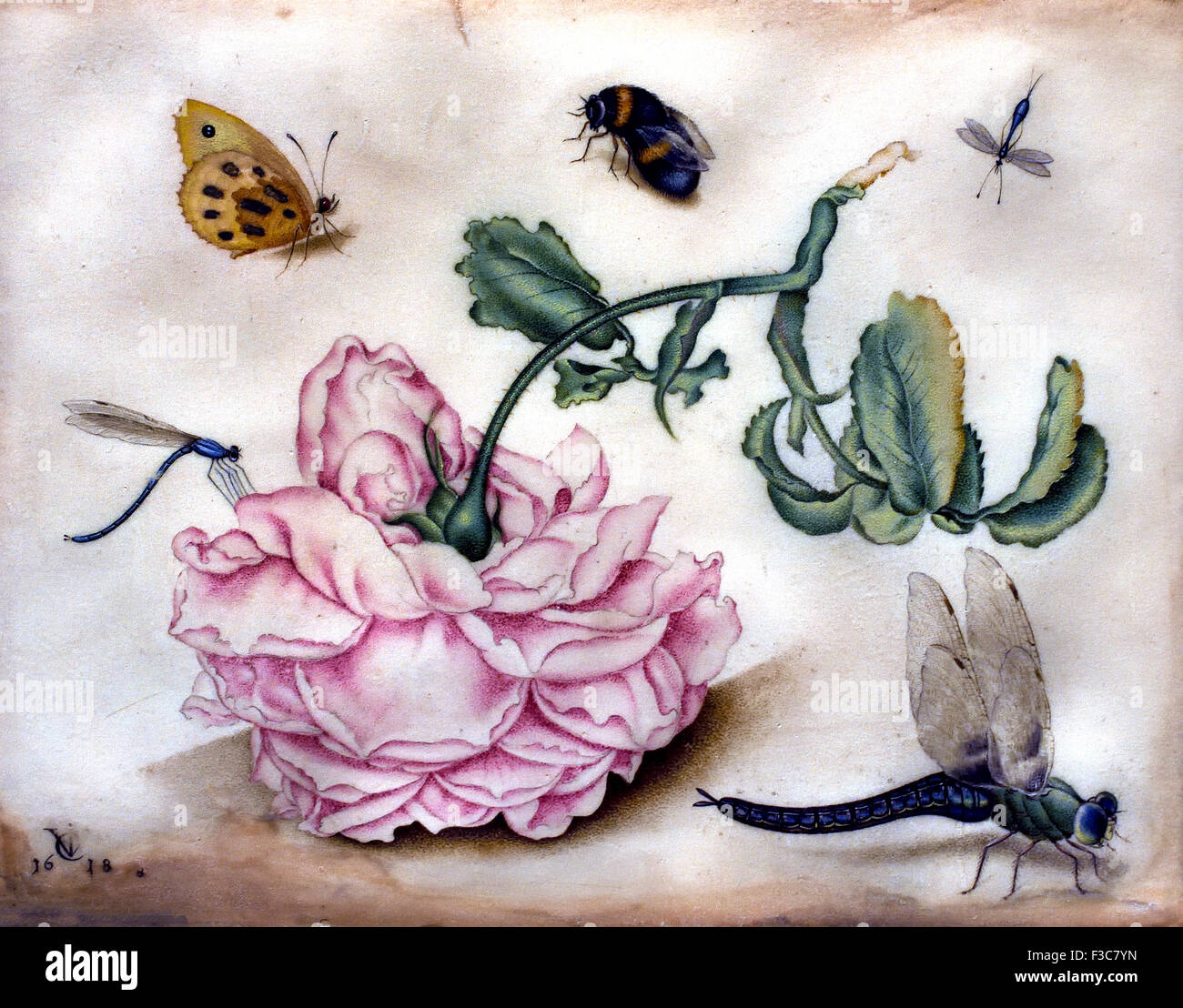 Une rose et cinq Insectes 1618 Christoffel van den Berghe ( 1590-1642 ) Aquarelle Pays-bas Néerlandais Banque D'Images