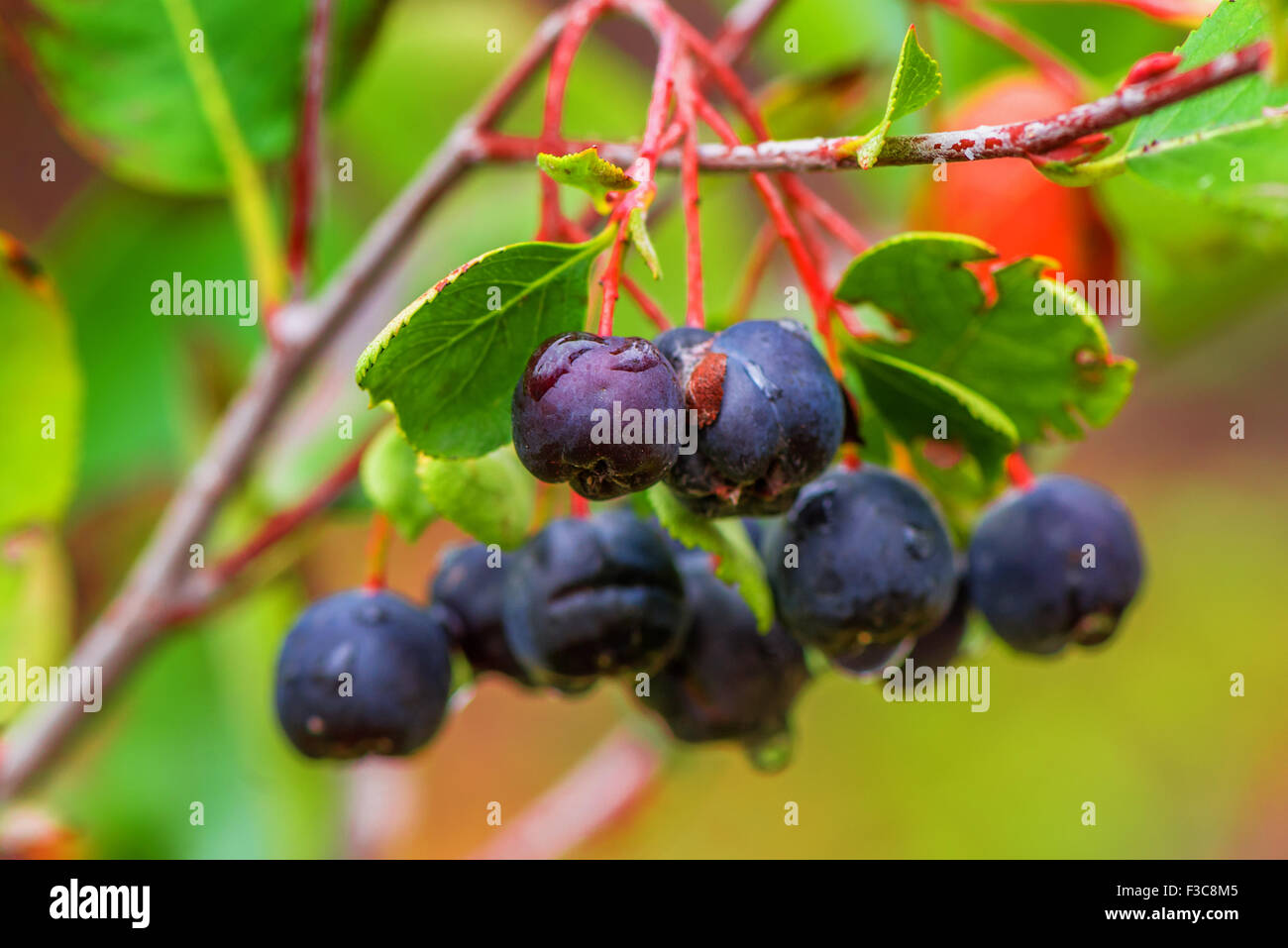 Black chokeberry Aronia ou petits fruits, sur la branche en verger bio, selective focus Banque D'Images