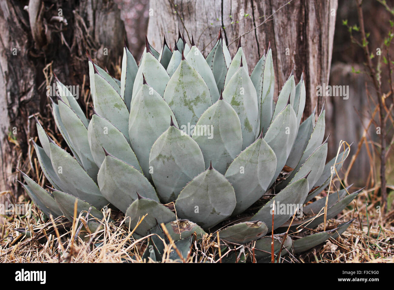 Une photographie d'un agave. Banque D'Images