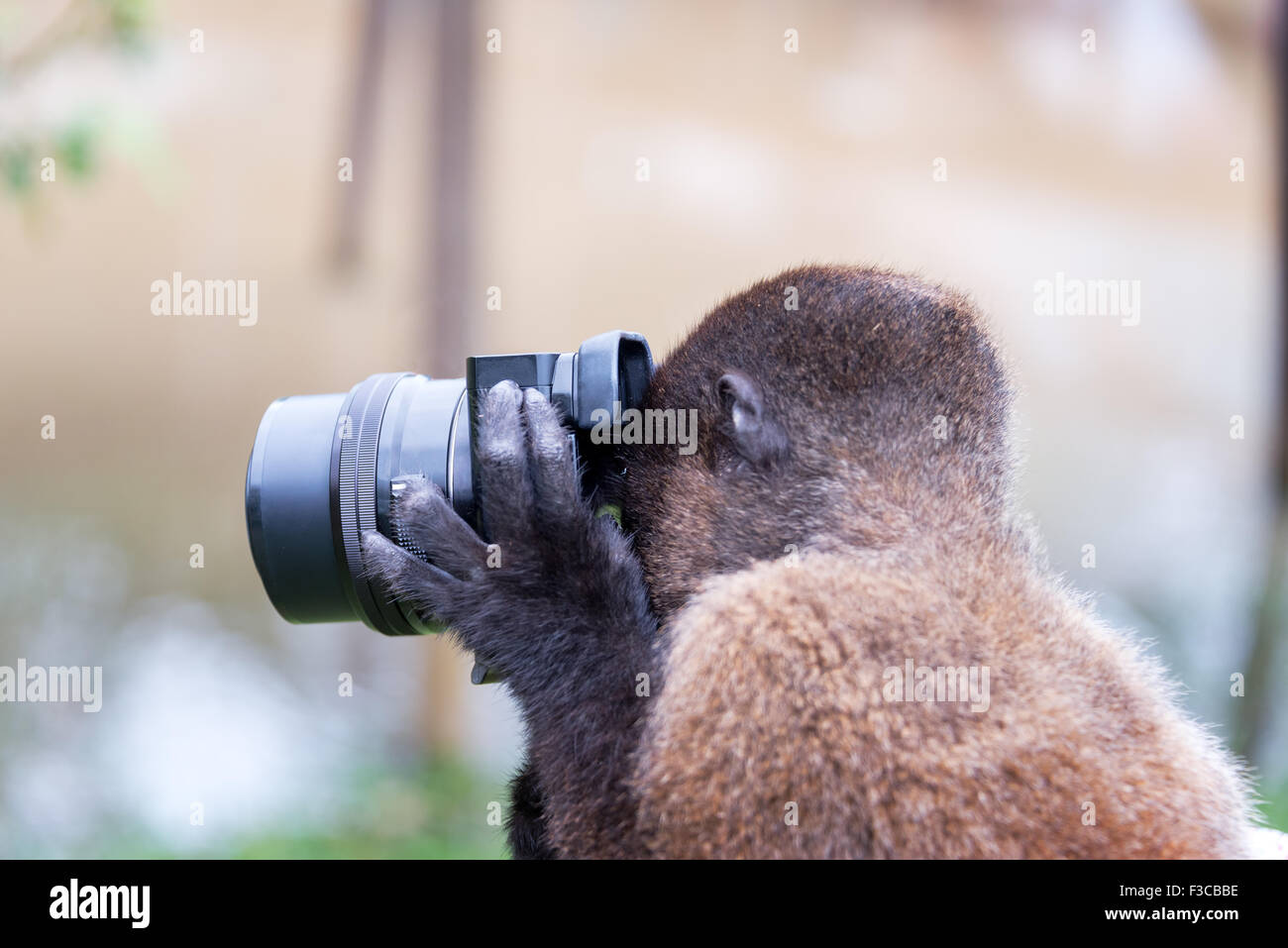 Singe laineux à l'aide d'une caméra en Amazonie près d'Iquitos, Pérou Banque D'Images