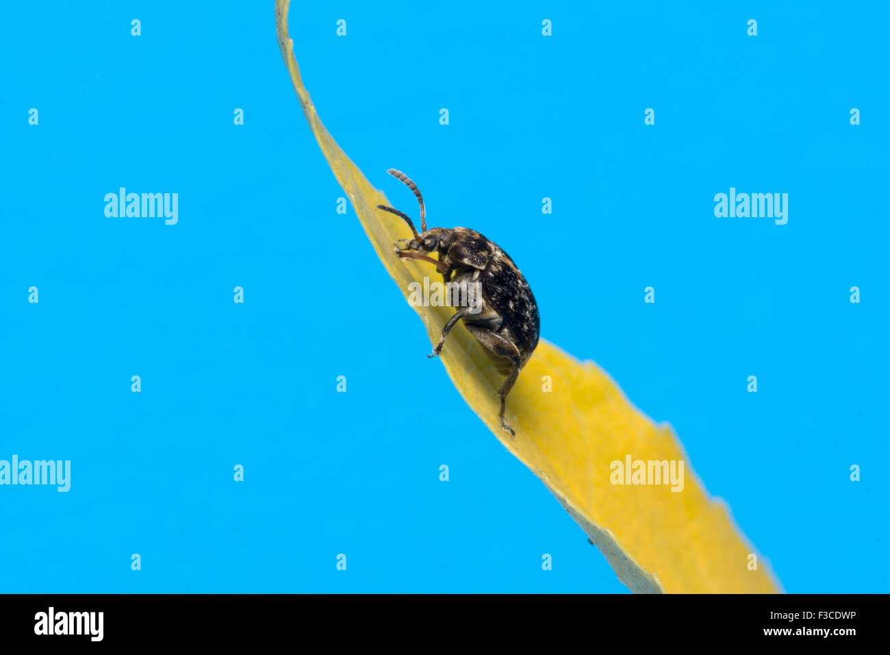 Le tyranneau bug noir est assis sur une feuille jaune Banque D'Images