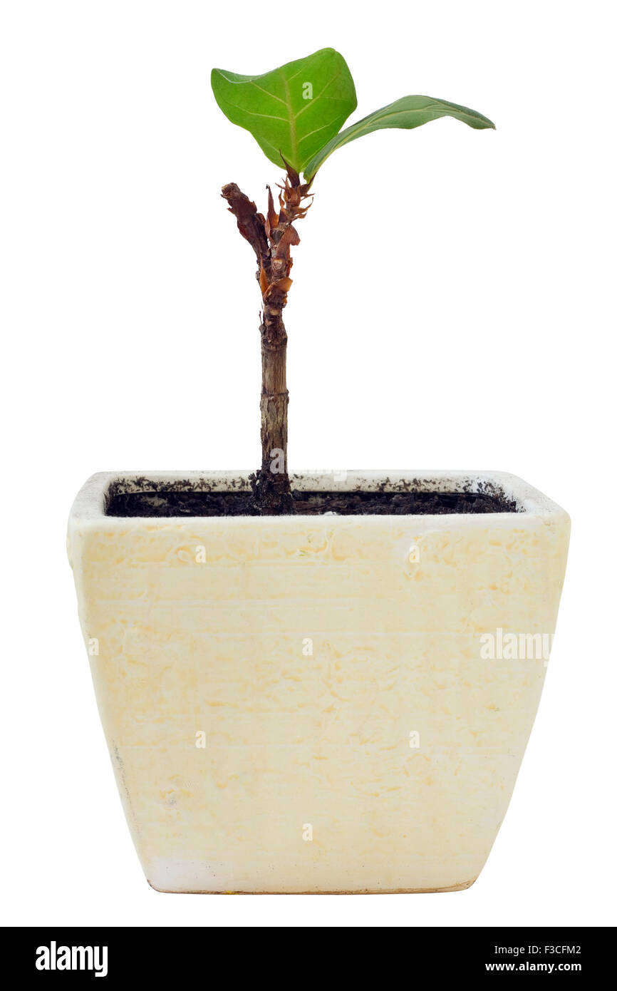 Le petit arbre une pousse un ficus plante pousse dans un pot en céramique. Macro isolé Banque D'Images