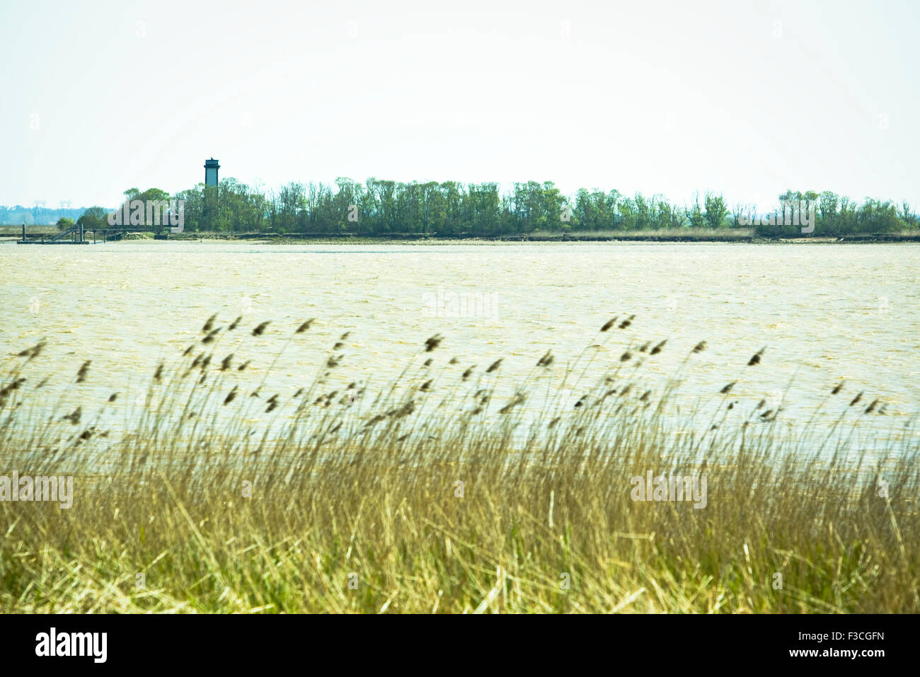 De plus en plus d'herbes hautes au bord de l'eau Banque D'Images