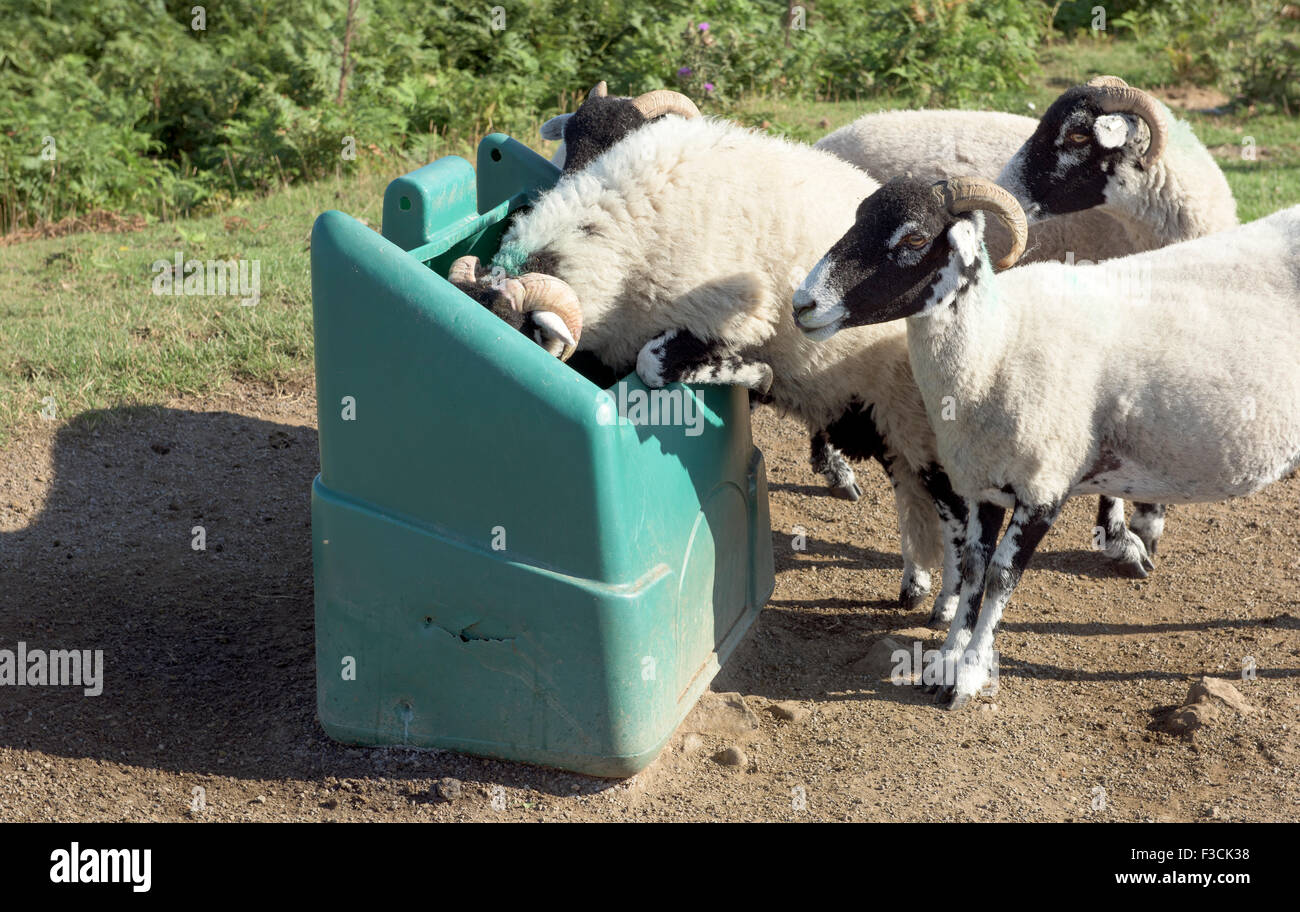 Les moutons de lécher le sel d'un des 10 000 bacs à sable en bordure dans le Yorkshire. Banque D'Images