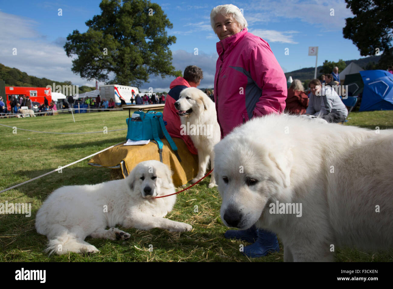 Trois Chiens de Montagne des Pyrénées, également connu sous le nom de la Grande Chaîne des Pyrénées, à l'exposition, un élément essentiel du "spectacle", comme Campsites Canet-en-Roussillon la Nidderdale Show, est un salon de l'agriculture traditionnelle Dales pour le meilleur de l'élevage, de produire et de l'artisanat dans le Yorkshire Dales. Tenue à la pittoresque entoure de Bewerley Campsites Canet-en-Roussillon, Parc, est l'un des plus grands du comté de spectacles. Il attire régulièrement des foules de 17 000 et traditionnellement marque la fin de la saison agricole. Banque D'Images