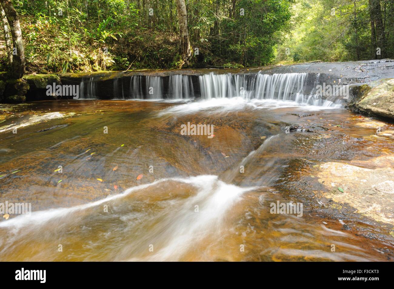 Belle petite forêt tropicale, ceci est un amusant en Thaïlande. Banque D'Images