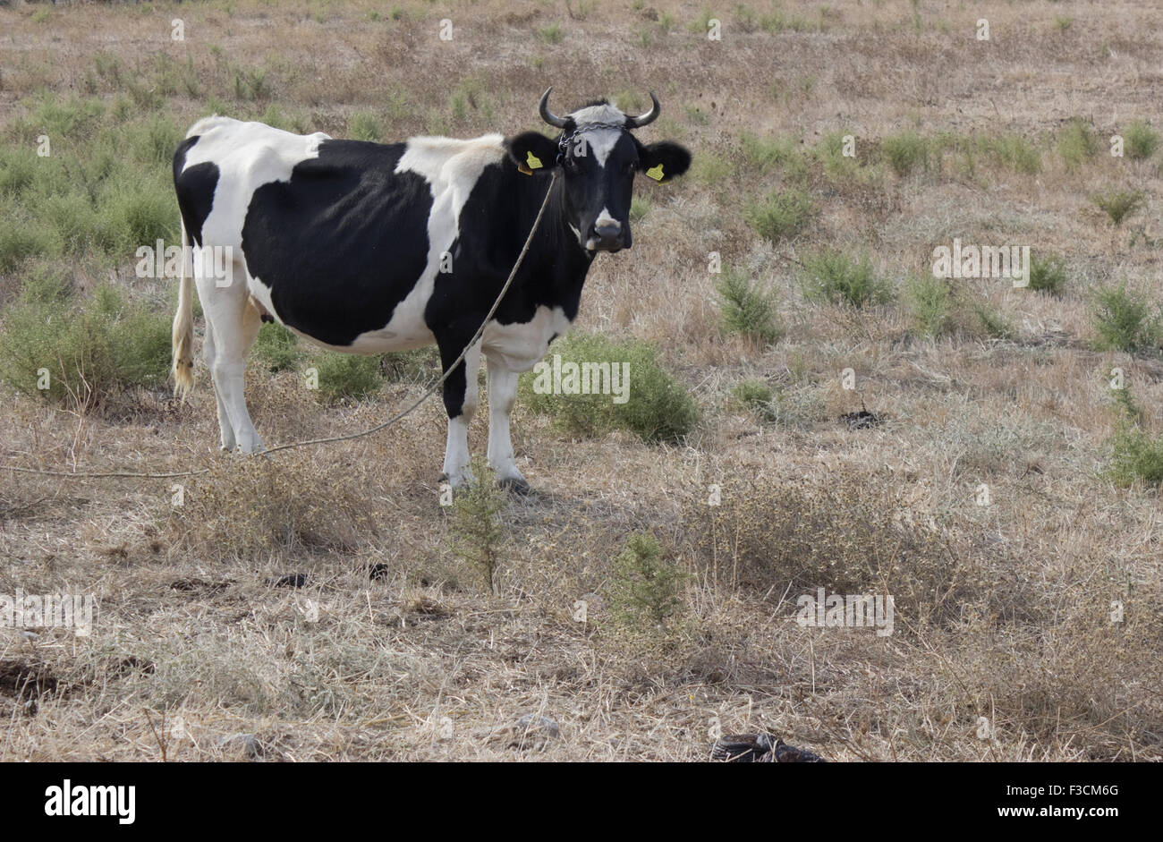 Un Grec le pâturage du bétail dans un champ. Banque D'Images