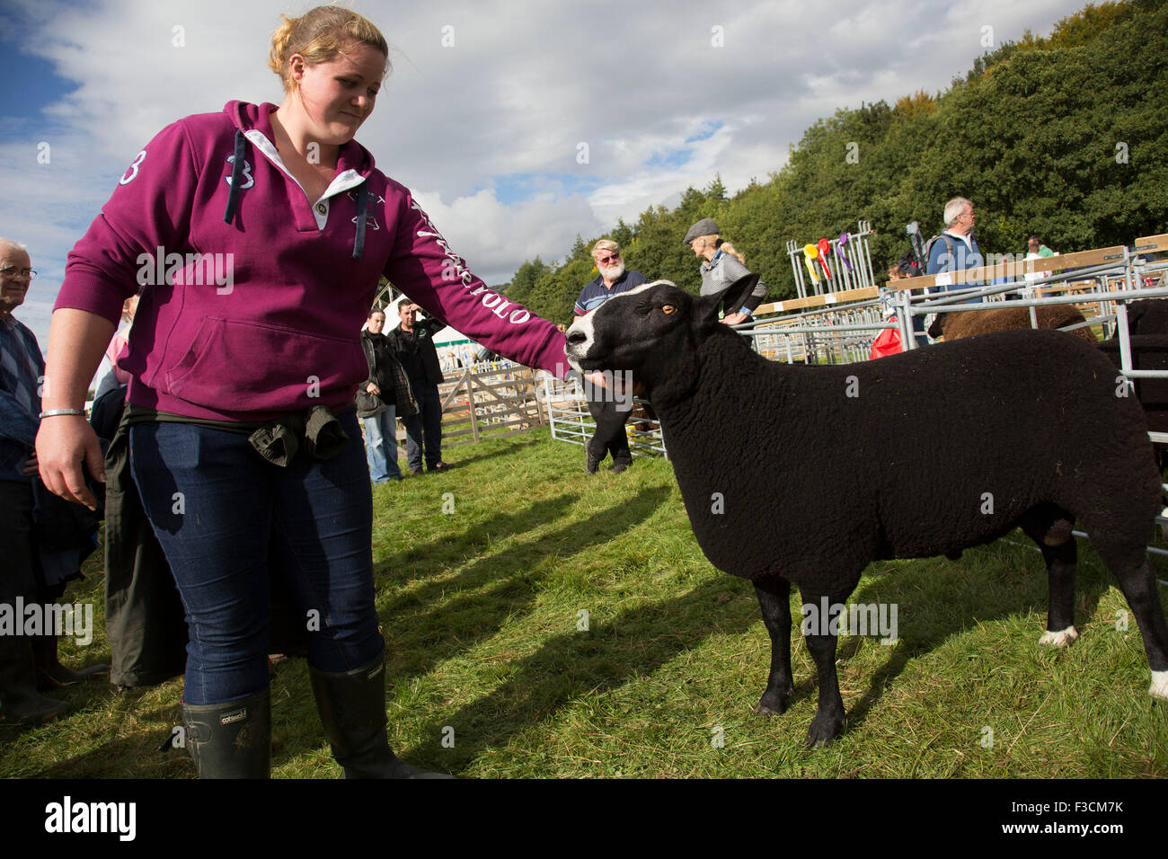 Néerlandais (Zwartbles les brebis laitières) prenant part à la compétition de moutons. Campsites Canet-en-Roussillon 'Afficher', comme la Nidderdale Show, est un salon de l'agriculture traditionnelle Dales pour le meilleur de l'élevage, de produire et de l'artisanat dans le Yorkshire Dales. Tenue à la pittoresque entoure de Bewerley Campsites Canet-en-Roussillon, Parc, est l'un des plus grands du comté de spectacles. Il attire régulièrement des foules de 17 000 et traditionnellement marque la fin de la saison agricole. Banque D'Images