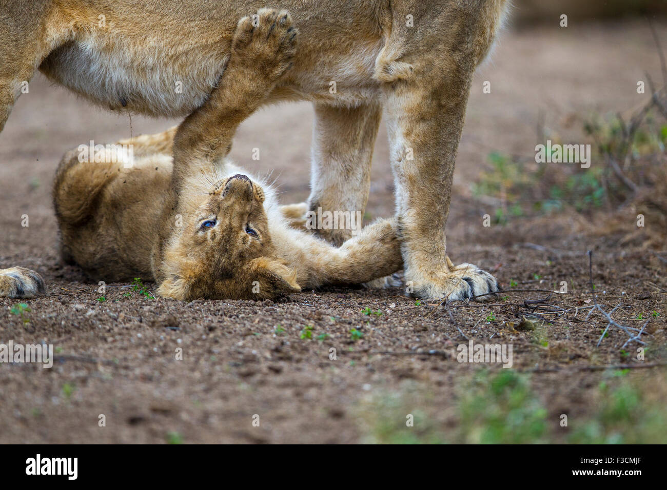Les Lions indiens Cub dans une action ludique [Panthera leo persica] au RIF Forêt, Gujarat Inde. Banque D'Images
