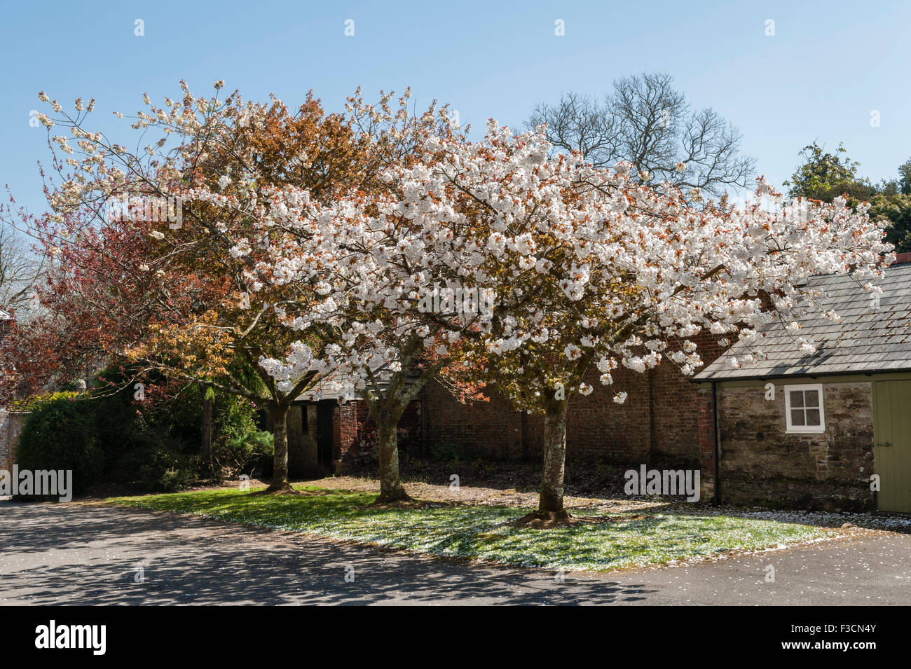 Trewithen gardens, Truro, Cornwall, UK. Un cerisier en fleurs au printemps Banque D'Images