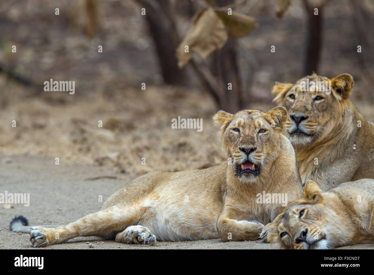 Asiatic Lions Indiens [Panthera leo persica] Fierté au RIF Forêt, Gujarat Inde. Banque D'Images