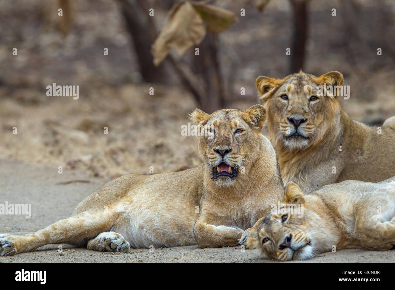 Asiatic Lions Indiens [Panthera leo persica] Fierté au RIF Forêt, Gujarat Inde. Banque D'Images