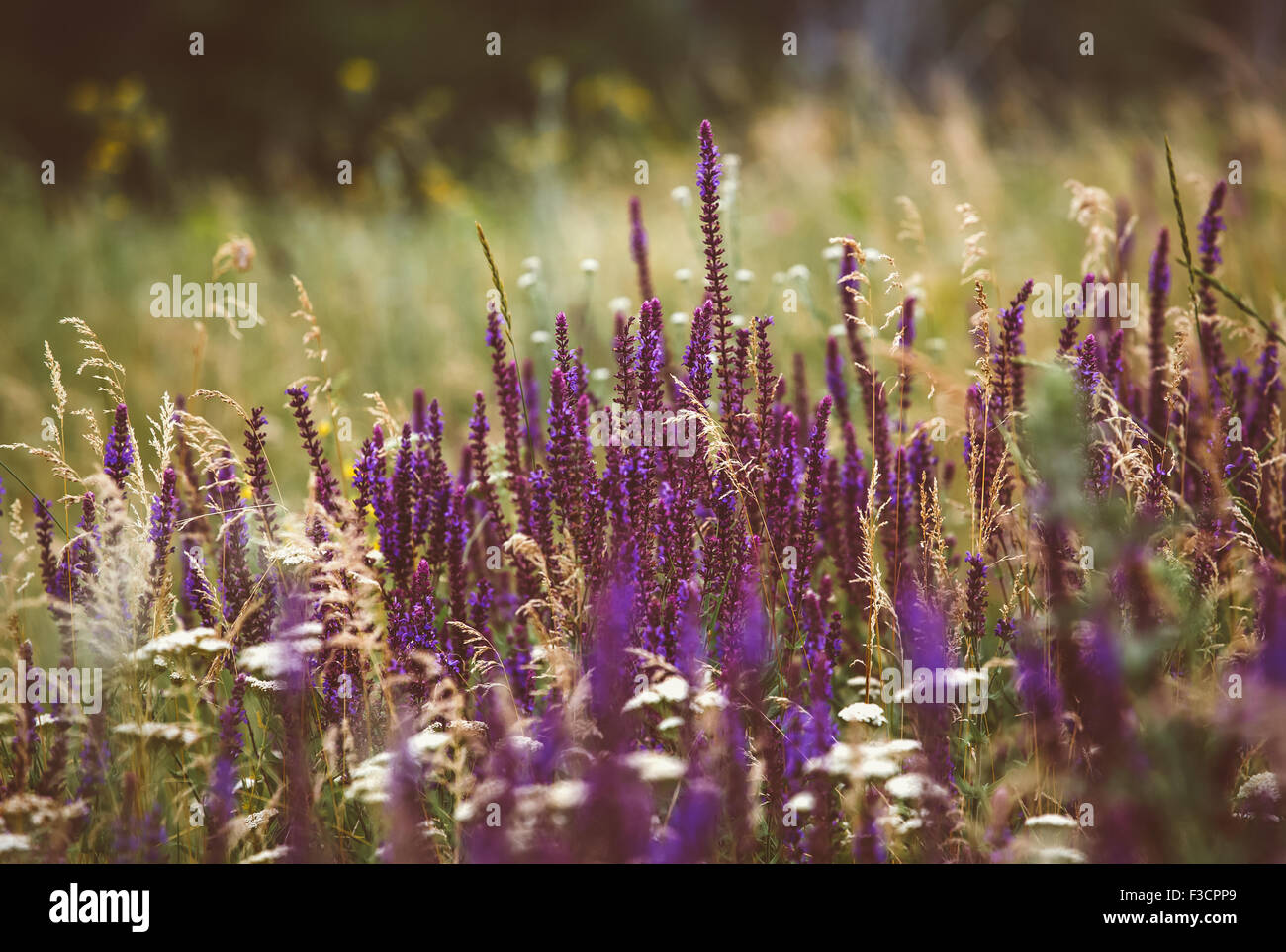 Beau détail de fleurs de lavande parfumés en champ Radiant parfait Orchid couleur de la 2014. L'image pour l'agriculture, SPA, med Banque D'Images