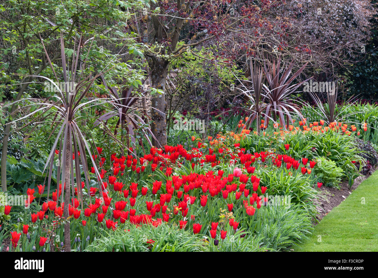 Hidcote Manor Garden, Gloucestershire, Royaume-Uni, faite par Lawrence Johnston au début des 20c. La bordure rouge au début du printemps Banque D'Images