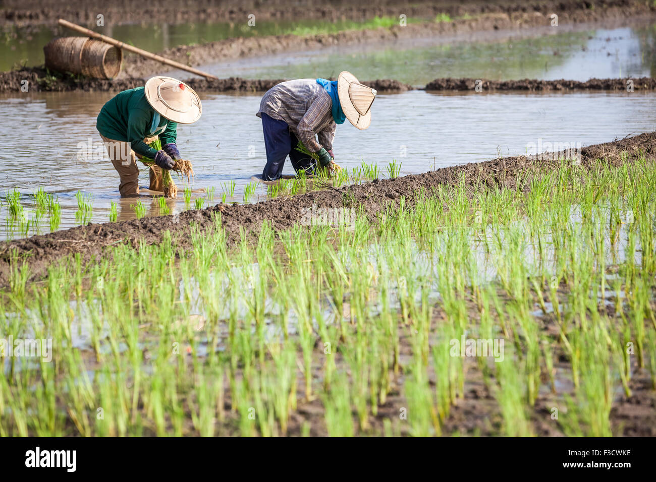 Ce plant de riz thaïlandais dans le champ qui est sous l'eau Banque D'Images
