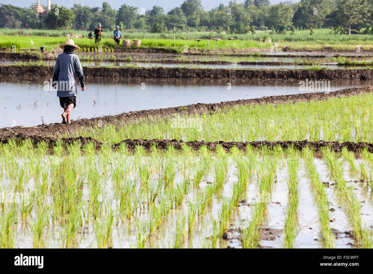 Ce plant de riz thaïlandais dans le champ qui est sous l'eau Banque D'Images