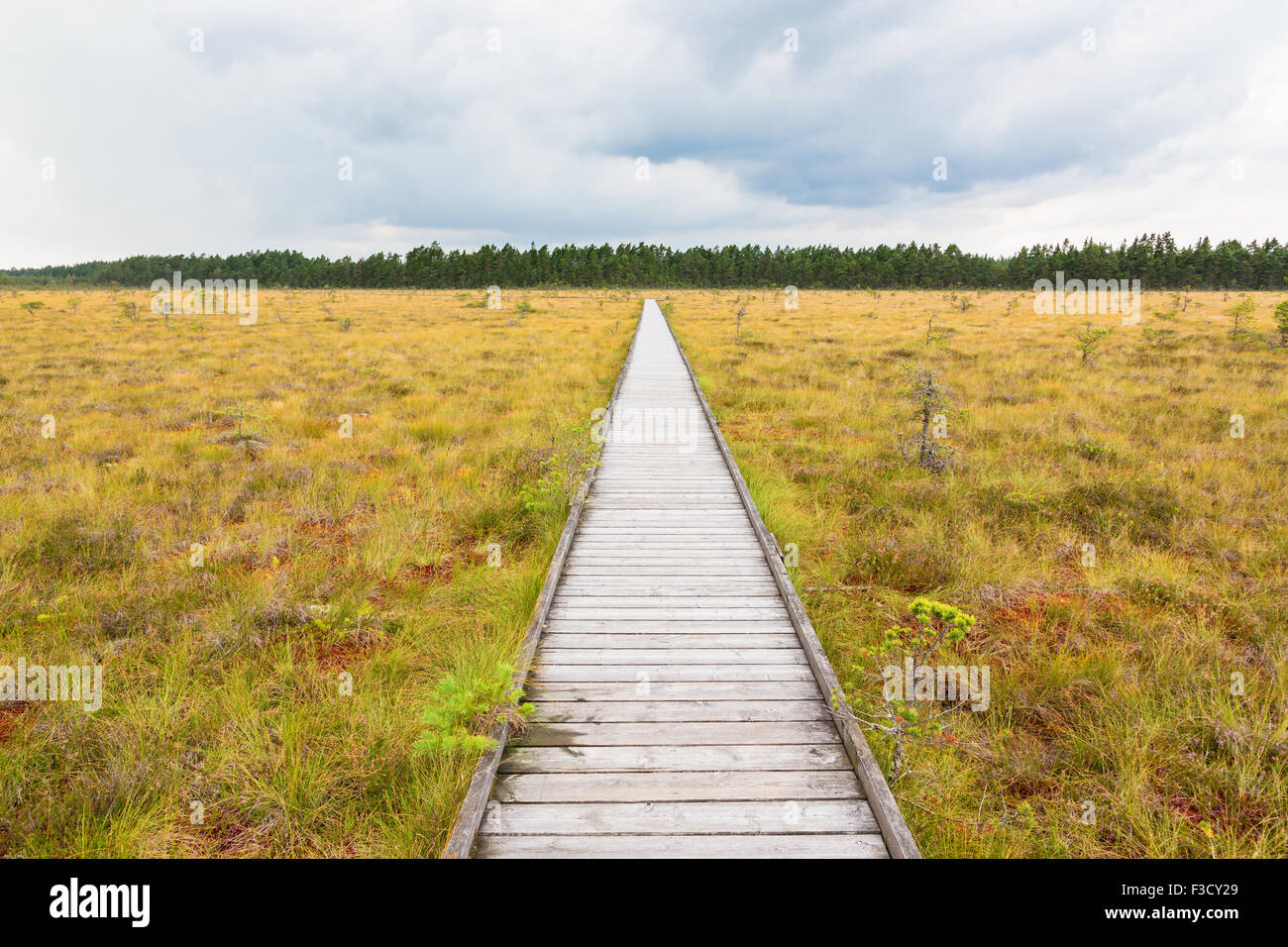 Plus d'un sentier de randonnée dans un paysage de tourbière Store Mosse nationalpark en Suède Banque D'Images