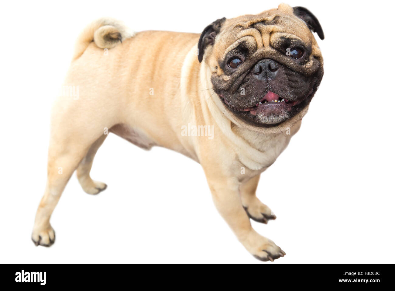 Chien de race Carlin fauve Banque D'Images