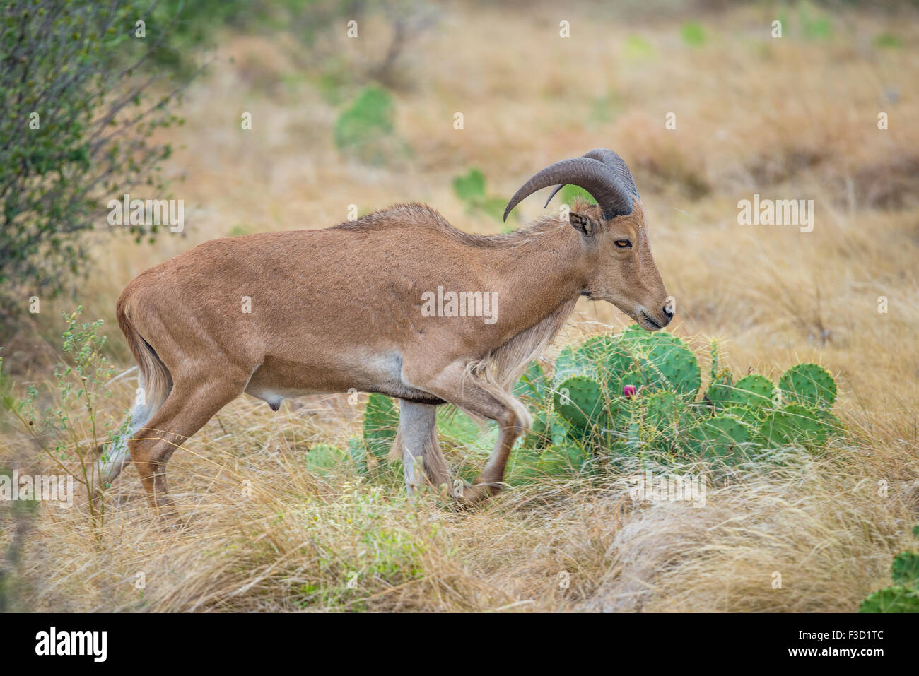 Texas wild Aoudad ou mouflon ewe Banque D'Images