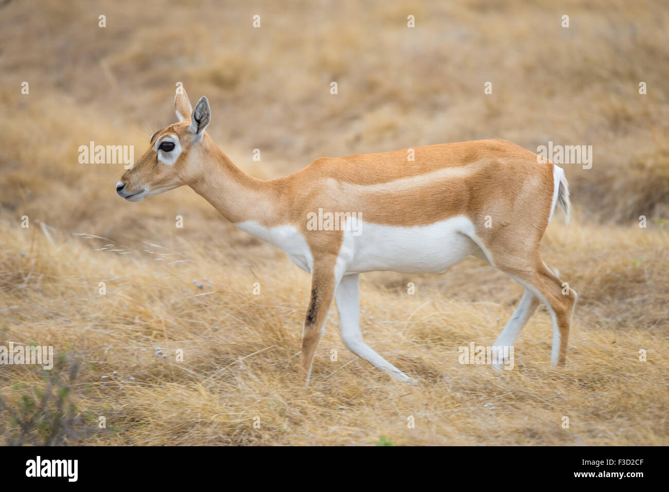 Le Texas du Sud sauvage femelle antilope blackbuck doe Banque D'Images