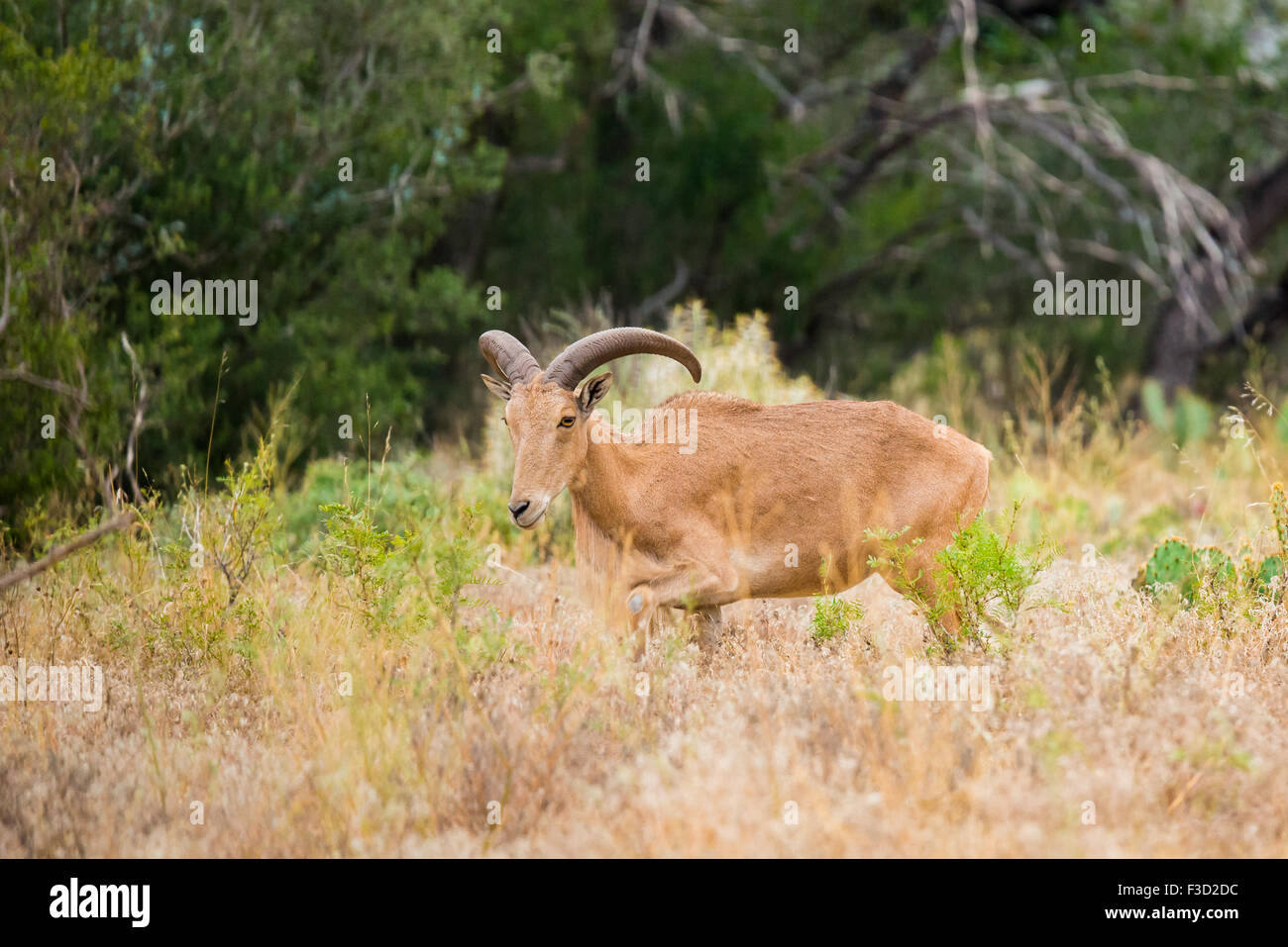 Texas wild Aoudad ou mouflon à ram Banque D'Images