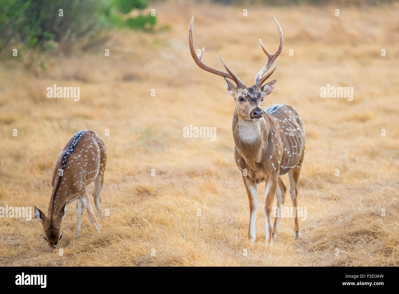 Le Texas du Sud sauvage Axe, Chital, Cerf tacheté ou Buck. Banque D'Images