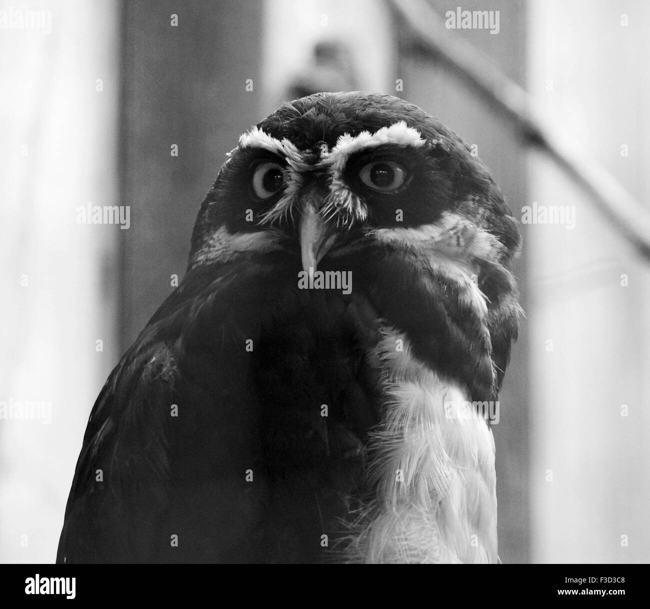 Belle close-up de la chouette regarde quelque chose Banque D'Images