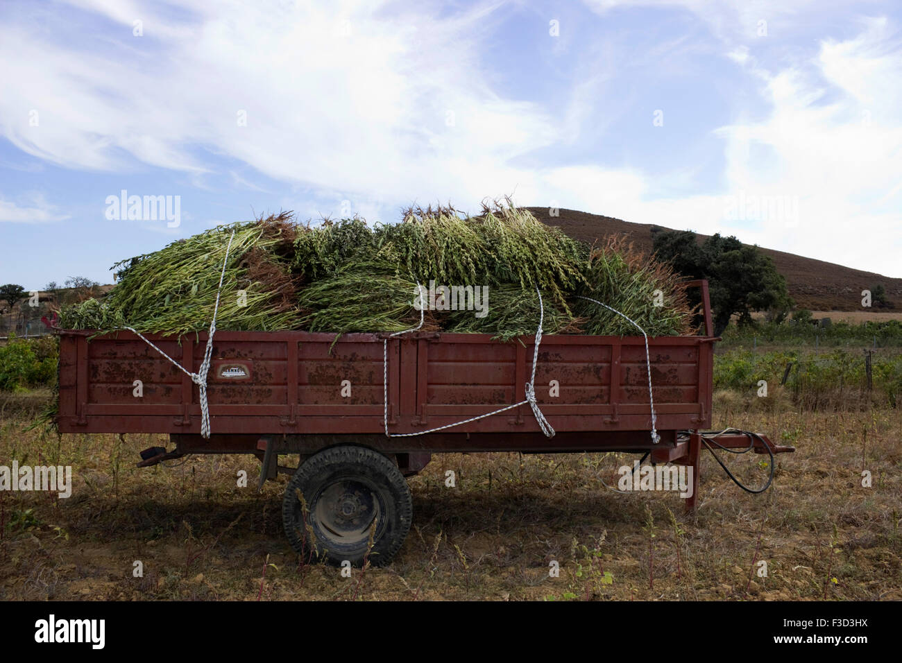 La récolte des gousses fraîches sésame plantes chargé sur un coach-travail contre le ciel bleu. Limnos ou île de Lemnos, Grèce Banque D'Images