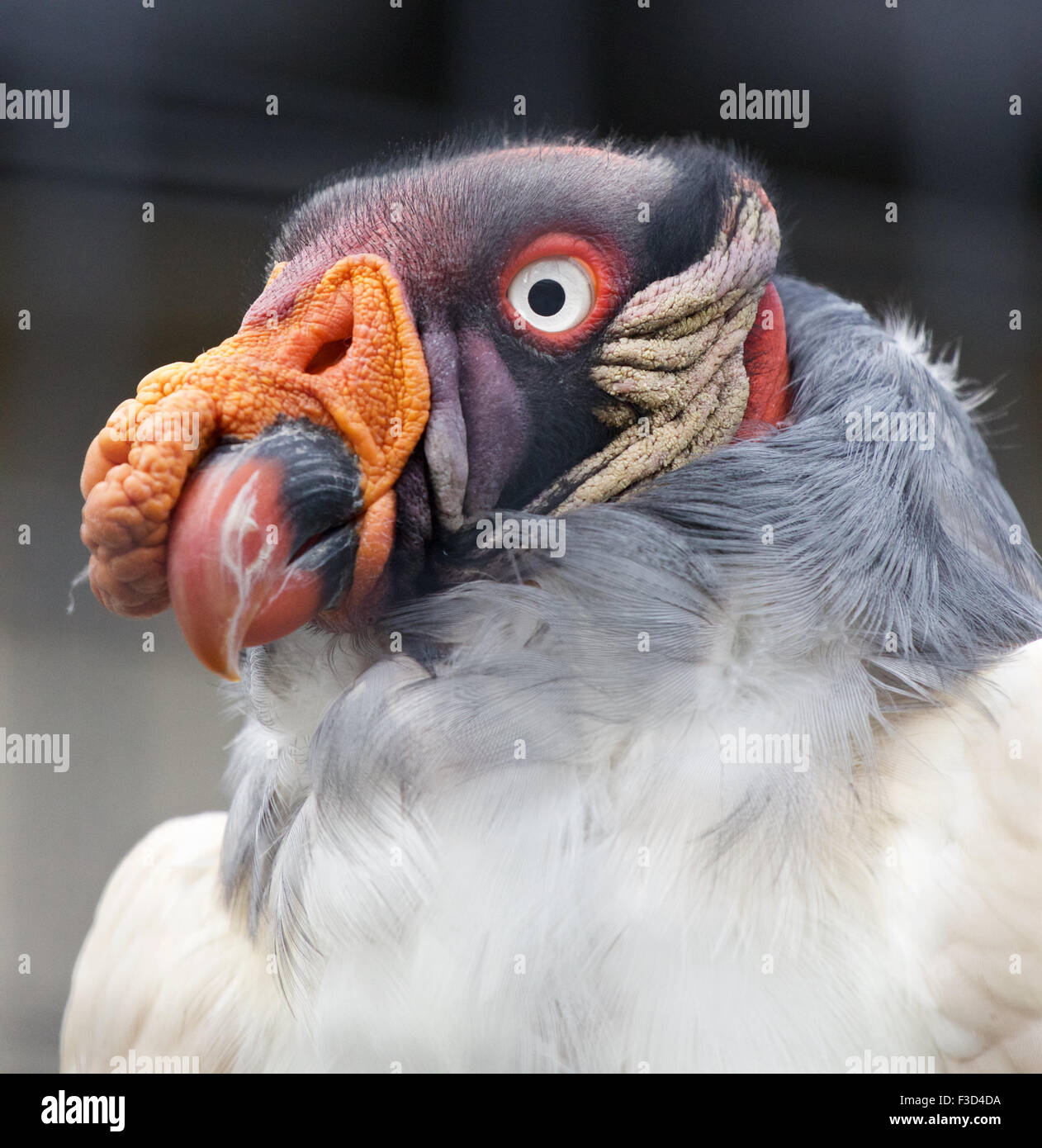 Portrait d'un drôle d'oiseau vautour roi Banque D'Images
