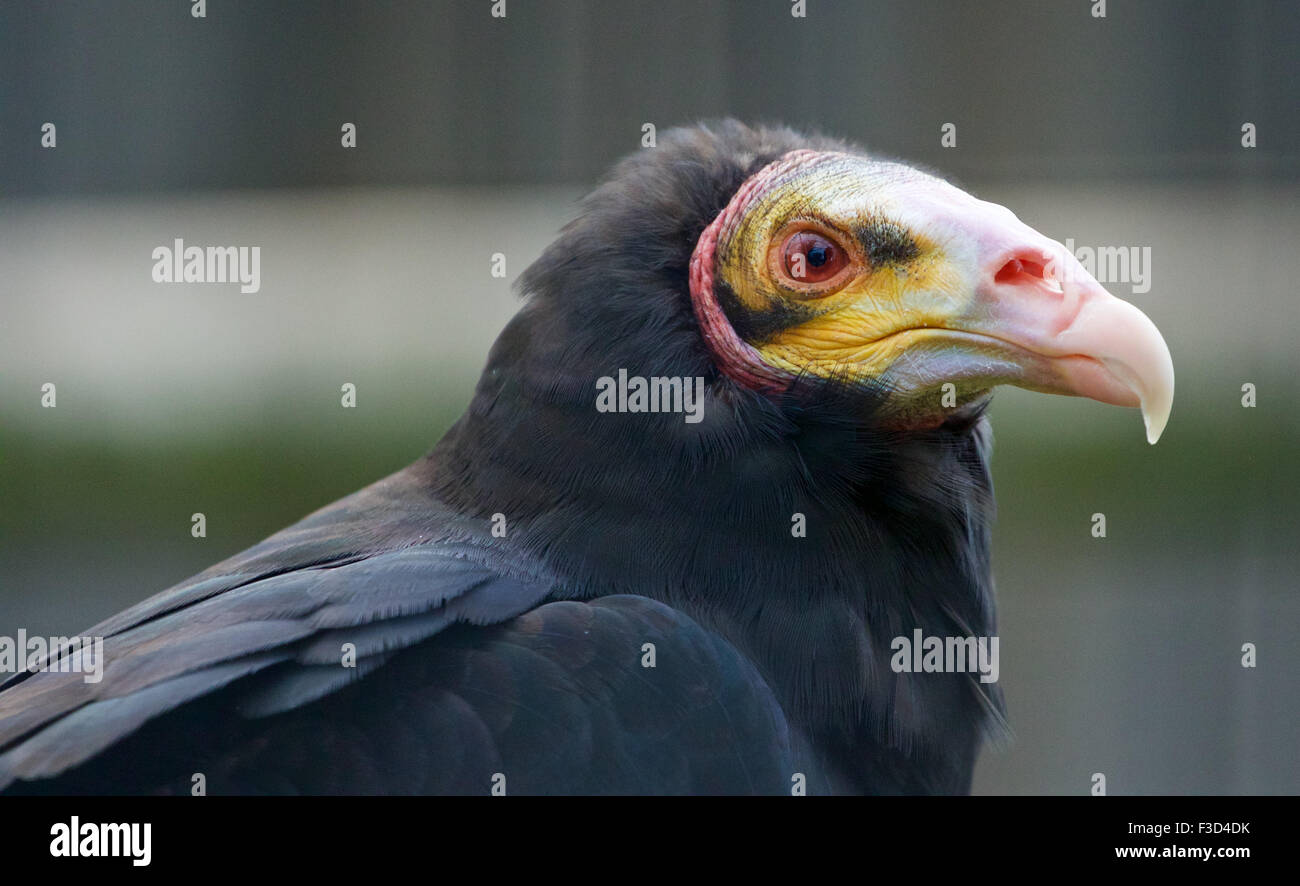 Close-up of a bird buzzard Banque D'Images