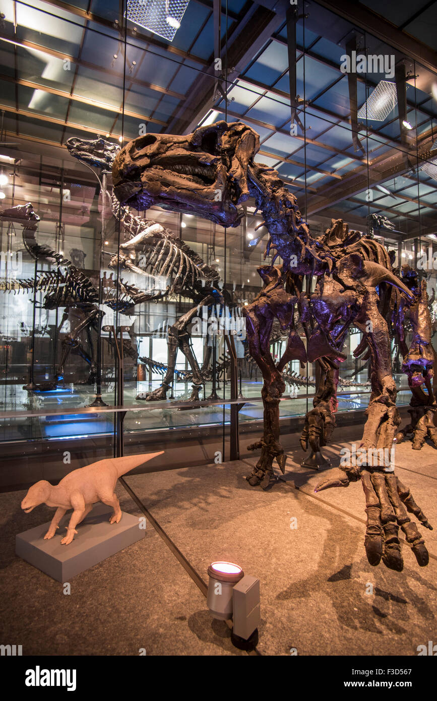 Canada Iguanodon squelettes à l'Institut Royal des Sciences Naturelles de Belgique / Musée d'Histoire Naturelle, Bruxelles, Belgique Banque D'Images