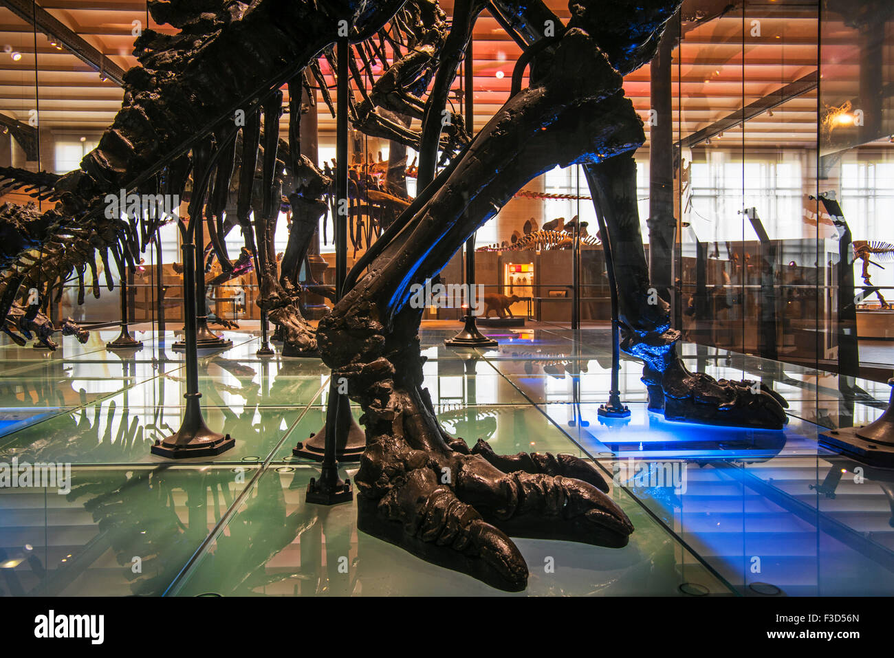 Montée des squelettes de dinosaures Iguanodon, Institut Royal des Sciences Naturelles de Belgique / Musée d'Histoire Naturelle, à Bruxelles Banque D'Images