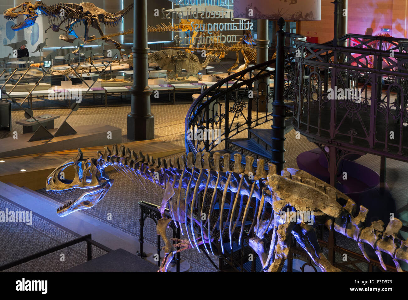 Des squelettes de dinosaures monté à l'Institut Royal des Sciences Naturelles de Belgique / Musée d'Histoire Naturelle, Bruxelles, Belgique Banque D'Images
