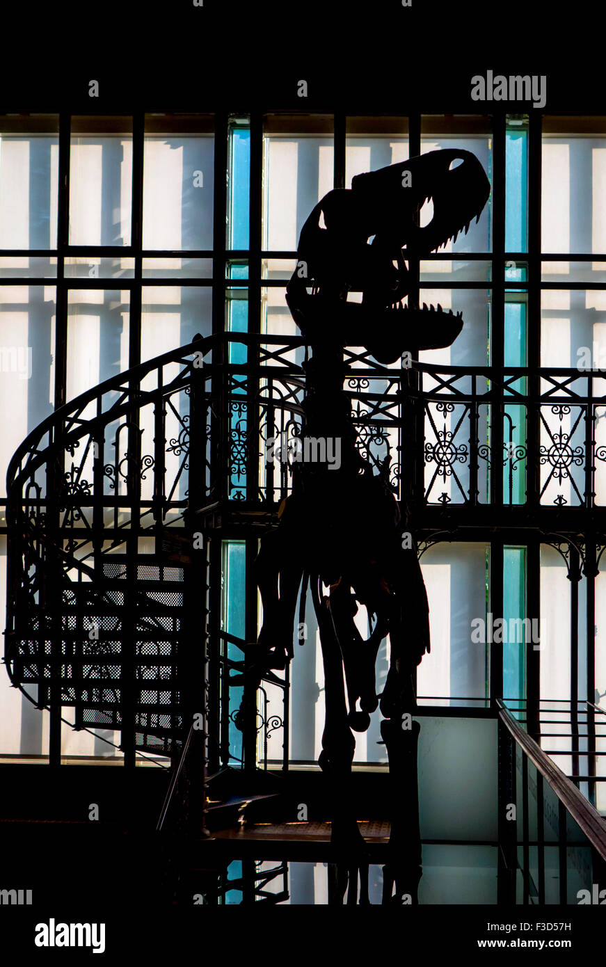 Silhouette de dinosaure dans l'Institut Royal des Sciences Naturelles de Belgique / Musée d'Histoire Naturelle, Bruxelles, Belgique Banque D'Images