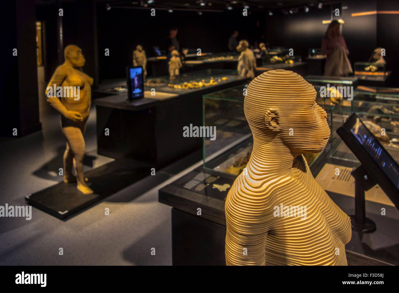 3D grandeur nature, espèces d'hominidés qui illustrent l'évolution humaine, Institut Royal des Sciences Naturelles de Belgique, Bruxelles, Belgique Banque D'Images